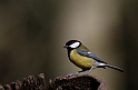 Great tit - G